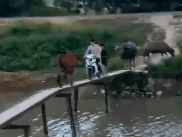Bị trâu bò chặn giữa cầu, hai thanh niên đứng "chôn chân" tại chỗ và cái kết bất ngờ