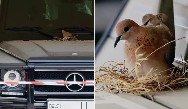 Thái tử Dubai sẽ không sử dụng chiếc Mercedes G63 AMG một thời gian trong khi chim bố mẹ làm tổ.