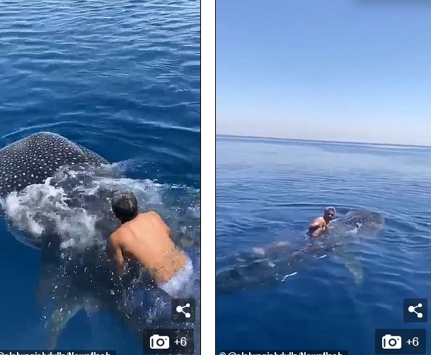 Người đàn ông trèo lên lưng cá mập voi, bám vào vây lưng của con vật.