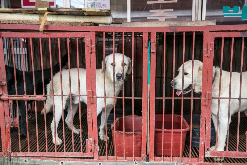 Thông tin cho rằng Triều Tiên cấm nuôi chó, giết chó lấy thịt do khủng hoảng lương thực là không chính xác, theo đại sứ quán Nga (ảnh: SCMP)