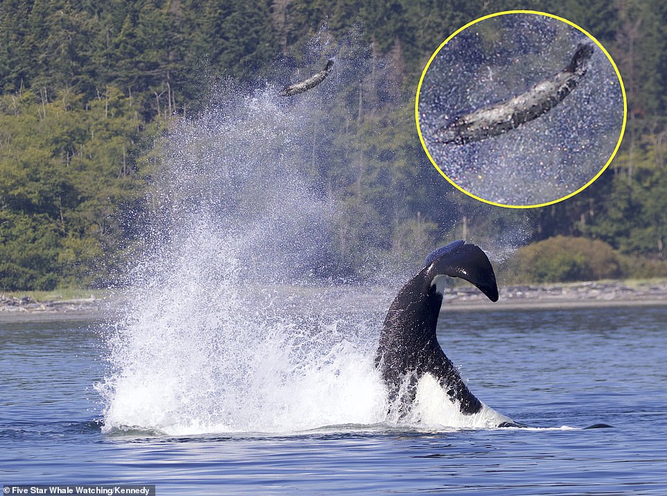 Cảnh cá voi hất văng hải cẩu lên cao trước khi ăn thịt được chụp lại (ảnh: Daily Mail)