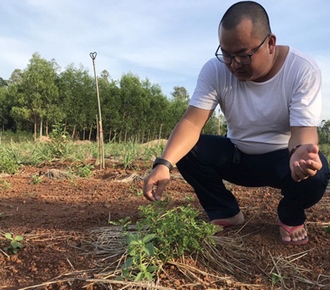 Với&nbsp;3 tấn lá khô, anh Quyền có thể thu về hơn 1 tỷ đồng.&nbsp;Ngoài&nbsp;bán lá khô, anh còn bán cây ươm giống.
