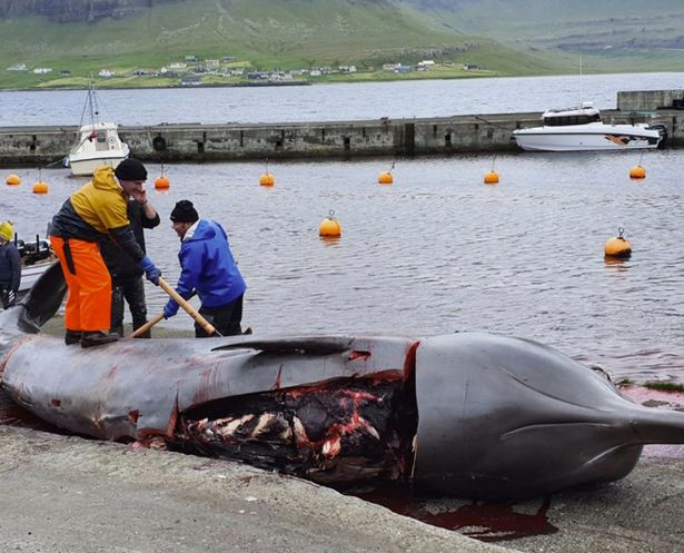 Cảnh xẻ thịt cá voi ở đảo Faroe.