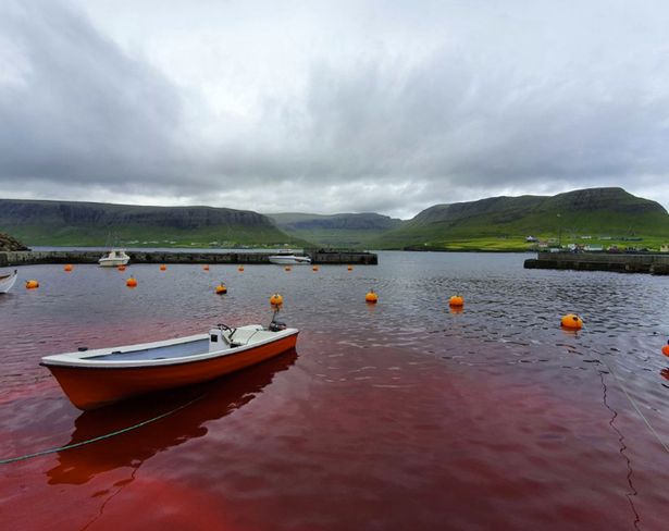 Vùng biển đảo Faroe nhuộm màu máu.