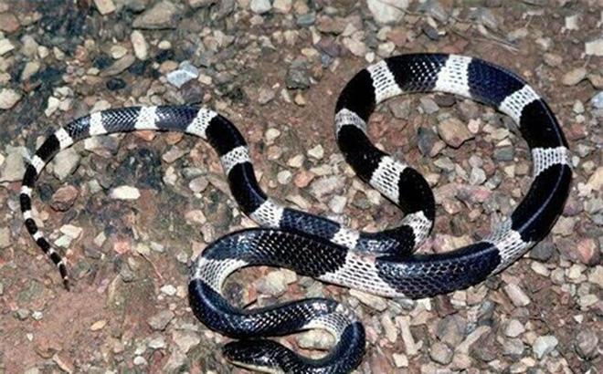 Cạp nia là một trong những loài rắn cực độc. Ảnh minh họa