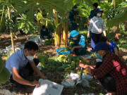 Tin tức trong ngày - Quảng Nam: Hàng chục người hái đu đủ chín bán giúp gia đình có 2 bệnh nhân Covid-19