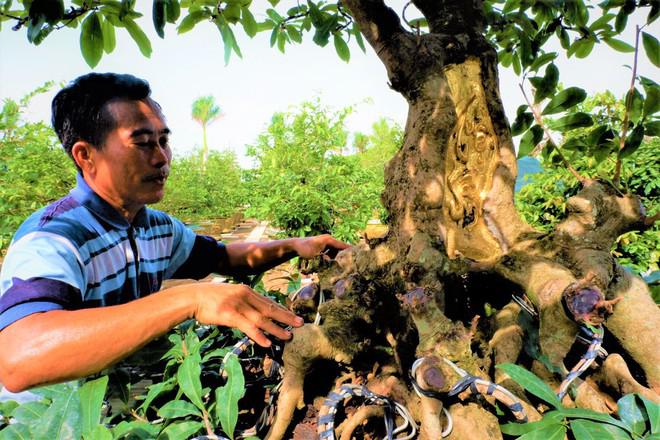 Cây mai vàng cổ thụ hơn 100 năm được chủ nhân dát vàng SJC thu hút nhiều người dân ở miền Tây đến thăm. Ảnh: Thanh Niên