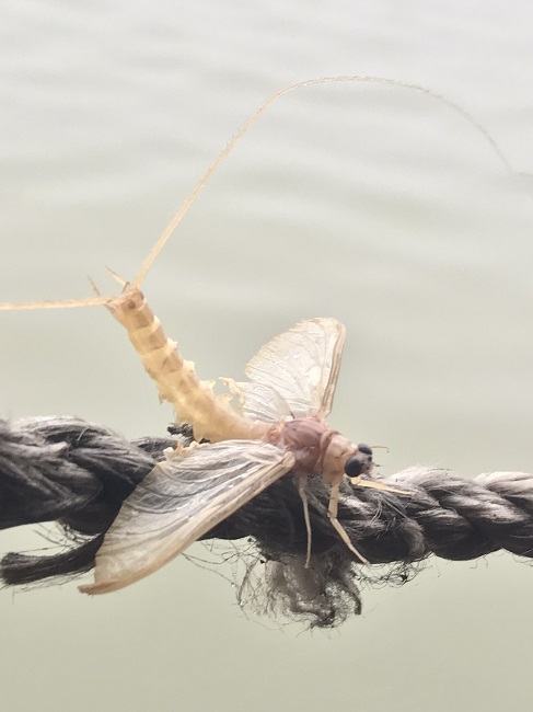 Loài&nbsp;côn trùng kỳ lạ ít người biết đến được coi là đặc sản sông Hồng - Ảnh: Xuân Thanh.