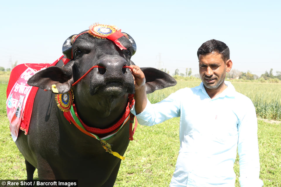 Naresh tuyên bố Sultan là con bò đực lớn nhất ở Ấn Độ - nặng 1,5 tấn và cao 1,6m (nguồn: Barcroft)