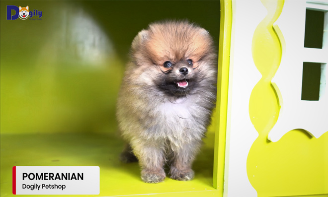Chó Phốc sóc hơn 2 tháng tuổi, sinh sản trong nước có tại Dogily Petshop.