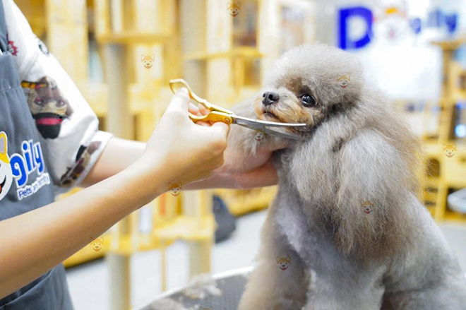 Nhân viên Spa thú cưng của Dogily Petshop chăm sóc bộ lông cho cún Poodle xám.
