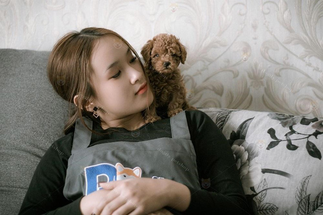 Poodle là giống chó thông minh, hiền lành và rất thân thiện với con người. Hình ảnh Teacup Poodle tại Dogily Petshop.