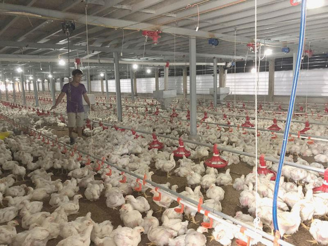 Lượng thịt gà nhập khẩu nhiều khiến người nuôi gà trong nước lao đao. Ảnh: QUANG HUY