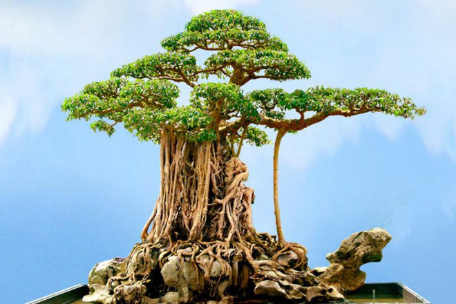 Siêu cây “mâm xôi con gà” vẫn giữ được nét đẹp vốn có và trở thành tác phẩm nghệ thuật sinh vật cảnh nổi tiếng hiện nay.