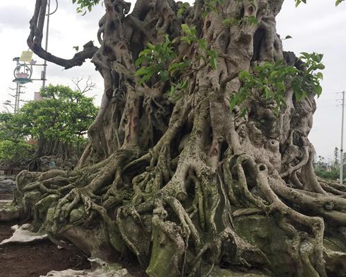 Được biết cây sanh cổ nói trên có tên là Kỳ lân bảo thạch, thuộc sở hữu của ông Phạm Lân, xã Đông Mỹ (huyện Thanh Trì, Hà Nội). Cái tên bắt nguồn từ việc sanh cổ đã có tuổi đời vài trăm năm tuổi, toàn bộ rễ "hóa thạch" ôm trọn những phiến đá cổ.&nbsp;