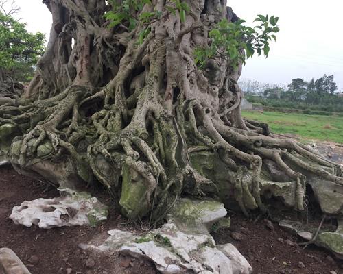 Ông Lân chia sẻ: 'Đây là cây sanh cổ có tuổi đời gần 500 năm, khoảng 3 năm nữa hoàn thành bông tán, lúc đó mới mang đi triển lãm. Đã có đại gia đến trả 100 cây vàng nhưng tôi chưa bán, họ đến vài lần thuyết phục nhưng tôi muốn hoàn thiện cây và có ý giữ lại chơi".