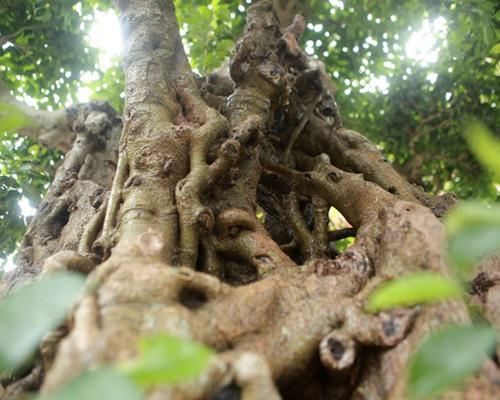 Cây được ký trên đá xanh trơn lũa hình cụ rùa, nghệ nhân phải tốn khá nhiều thời gian và công sức mới hoàn thành. Theo chủ nhân của sanh cổ Kỳ lân mộc thạch, riêng tiền ký đá, làm chậu, tạo tác cành đã mất khoảng 100 triệu đồng.