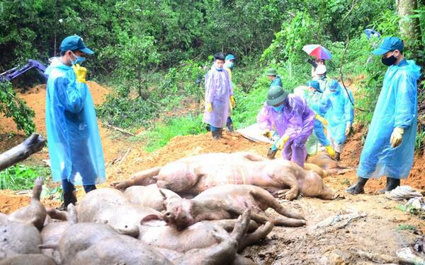 Hiện nay, có 19 tỉnh, thành phố có dịch chưa qua 21 ngày, với số lợn tiêu hủy lũy kế là 7.045 con.
