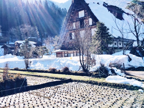 Shirakawago (tỉnh Gifu) năm 2018 khi mình đến, tuyết vẫn còn phủ rợp những mái nhà, tán cây, và con đường