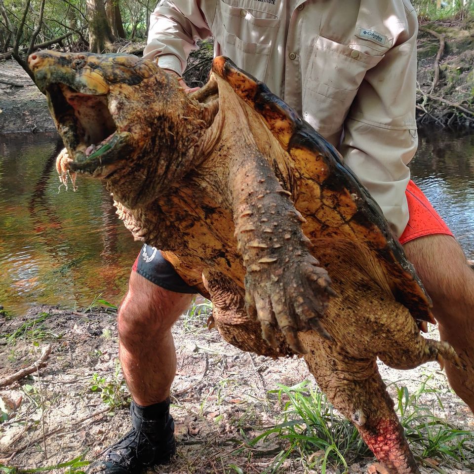 Một con rùa cá sấu với kích thược đặc biệt lớn mới được phát hiện (ảnh: FWC)