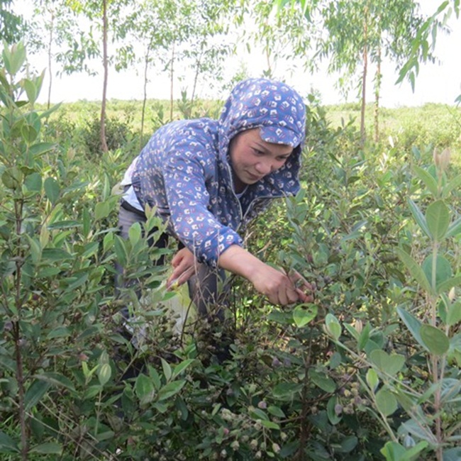 Nói vậy nhưng trồng sim không dễ dàng. Người trồng cho hay, cây sống hoang dại nên phải đào về trồng. Khi đào phải giữ được bầu đất nên khá vất vả.
