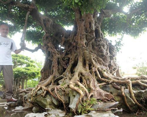 Chủ nhân của tác phẩm cho biết, khoảng 2 năm nữa cây sẽ hoàn thiện và hứa hẹn là một trong những cây sanh “Ngũ phúc” đẹp nhất Việt Nam.