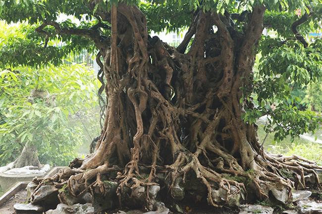 Cây sanh cổ đã có tuổi đời vài trăm năm tuổi, toàn bộ rễ "hóa thạch" ôm trọn những phiến đá cổ.