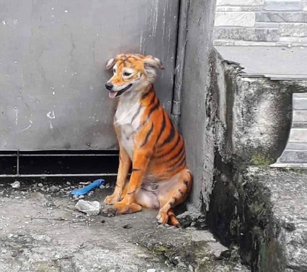 Chú chó với bộ lông giống hổ ở đường phố Malaysia. Ảnh: Newflash