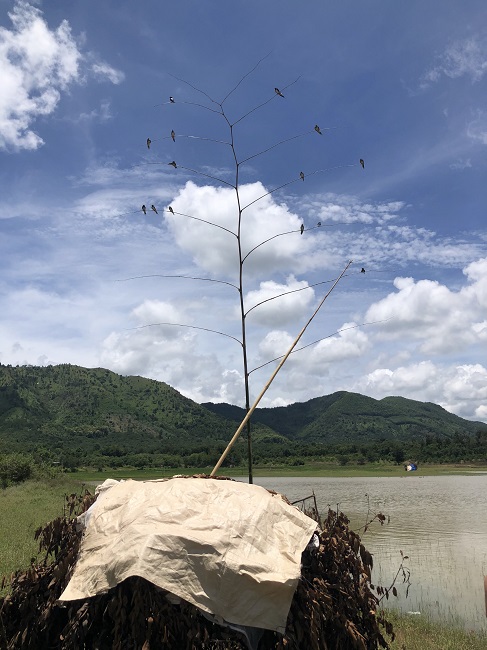 Thậm chí họ dùng chính những con chim yến còn sống rồi cột vào cành cây để bẫy cả đàn.