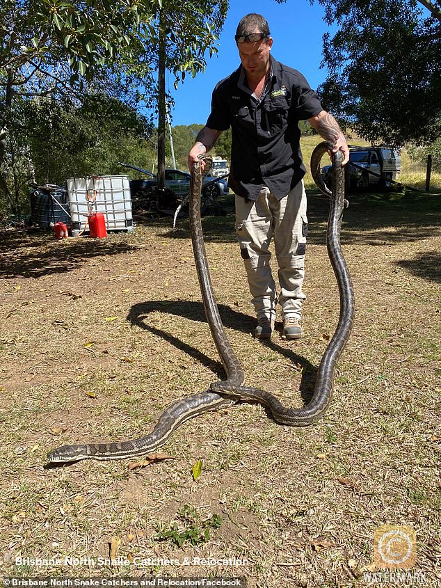 Steven Brown, thợ bắt trăn, được gọi tới xử lý 2 "vị khách không mời". Ảnh:&nbsp;Brisbane North Snake Catchers &amp; Relocation