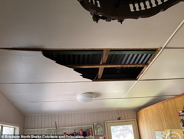 Mảng trần nhà bị vỡ. Ảnh: Brisbane North Snake Catchers &amp; Relocation