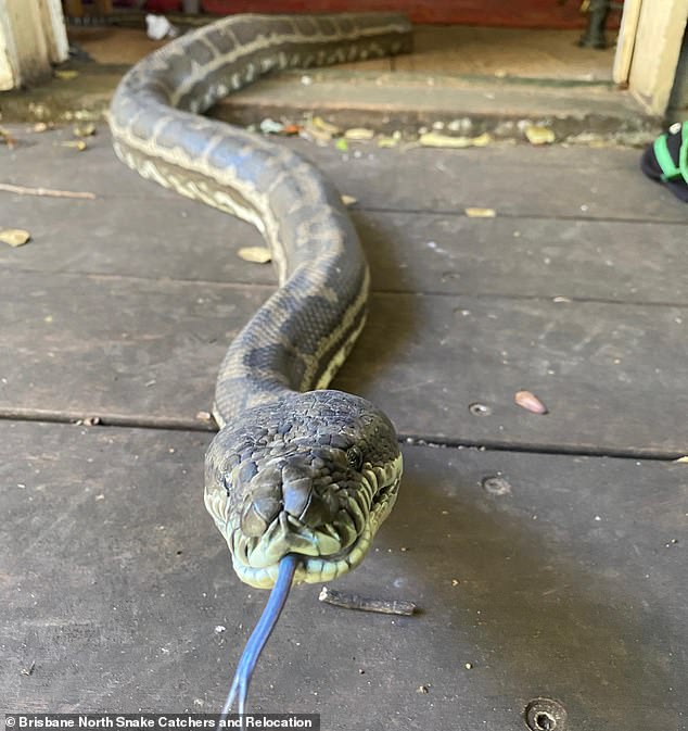 Ông&nbsp;Tait phát hiện 2 con trăn lớn lang thang trong nhà. Ảnh:&nbsp;Brisbane North Snake Catchers &amp; Relocation