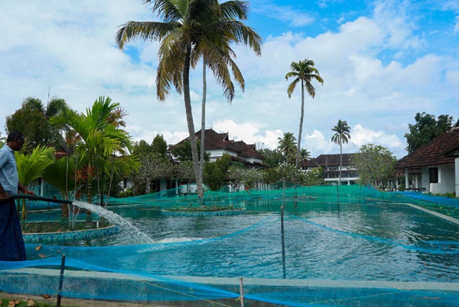 Mới đây, một khu resort cao cấp ở miền Nam Ấn Độ đã biến bể bơi trong khuôn viên thành nơi nuôi cá. Việc này nhằm chấm dứt tình cảnh kinh doanh tụt dốc không phanh trong bối cảnh đại dịch Covid-19 .
