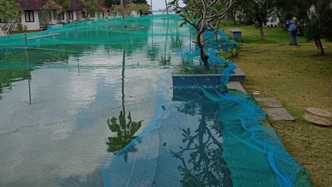 Bể bơi dài 15m ở resort Aveda tại Kerala, Ấn Độ luôn chật kín khách khi chưa có Covid-19. Hiện nay, hàng ngàn con cá đốm ngọc trai đang được nuôi trong bể bơi.

