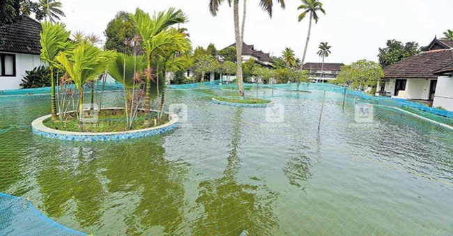 Trong số những resort và khách sạn đang đóng cửa, không phải nơi nào cũng có bể bơi chứa 7,5 triệu lít nước như ở resort Aveda để chuyển đổi sang nuôi cá kiếm tiền tạm thời.
