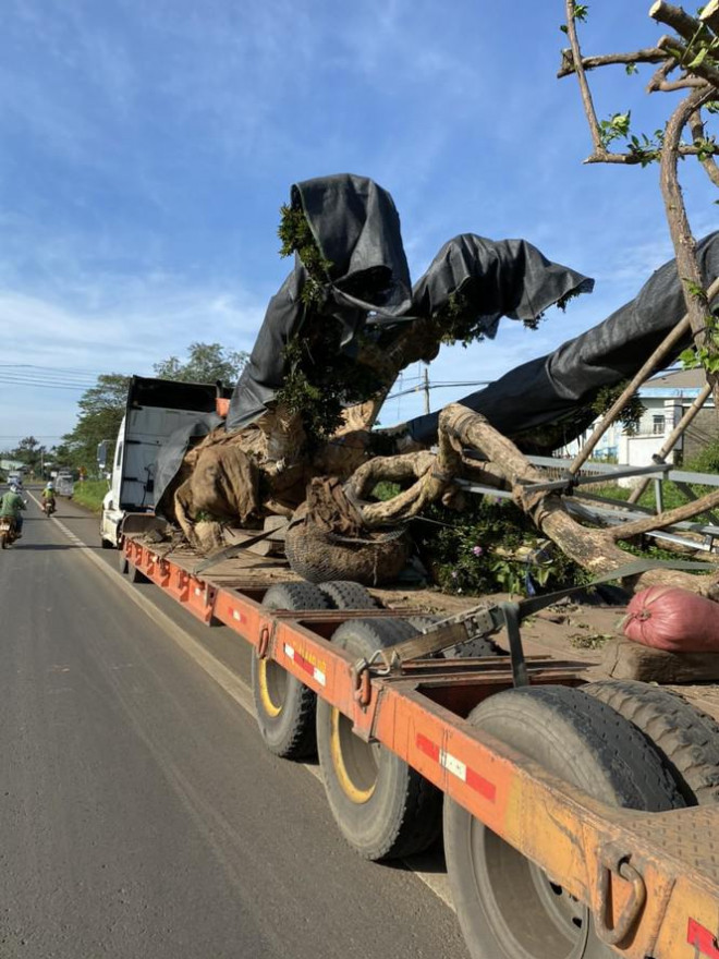 Cây gỗ khủng tung tăng trên đường Hồ Chí Minh