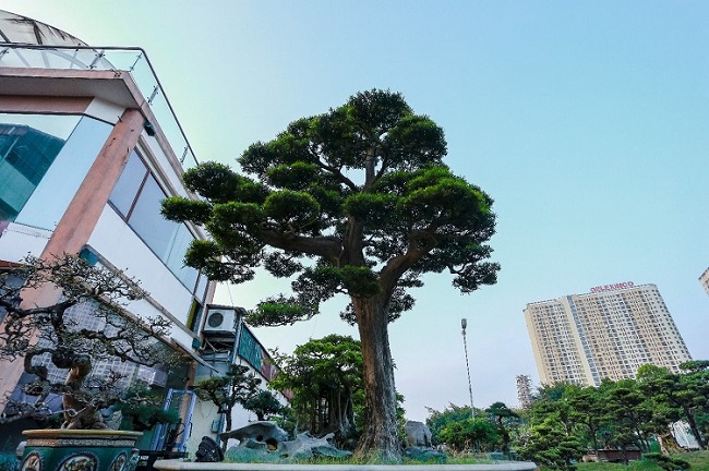 “Thanh Tùng Ngạo Tuyết” có nguồn gốc từ Nhật Bản, đây là cây tùng la hán cổ với tuổi thọ hơn 300 năm tuổi. Để sở hữu được cây này, anh Thành chia sẻ đã phải bán một căn nhà ở phố Lò Đúc (Hai Bà Trưng, Hà Nội) mới mua được.
