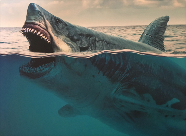 Megalodon là loài cá mập lớn nhất từng tồn tại trên Trái đất.