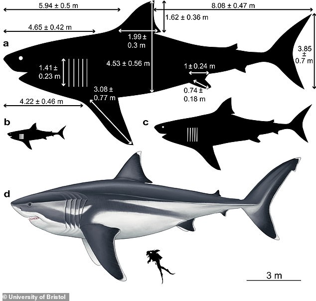 Toàn bộ kích thước siêu cá mập Megalodon do các nhà cổ sinh vật học Anh công bố.