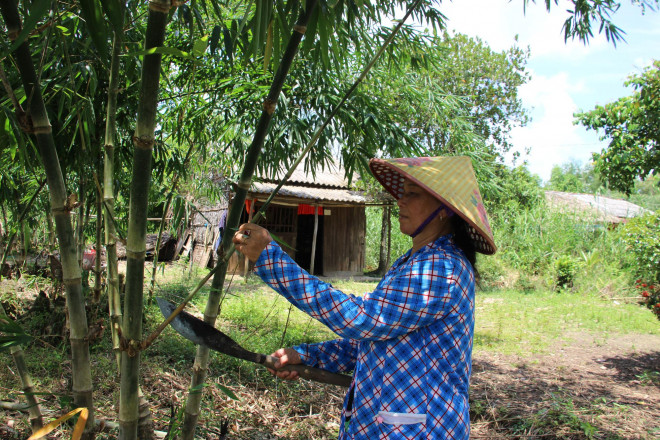 Bà Nguyệt đậy gốc và dọn nhánh tre