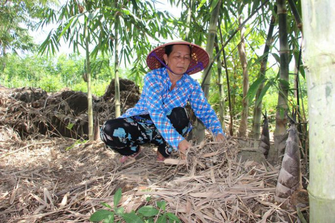 Thu lãi trăm triệu nhờ trồng loại cây bán không bỏ thứ gì - 2