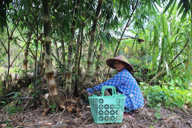 Thu lãi trăm triệu nhờ trồng loại cây bán không bỏ thứ gì - 5