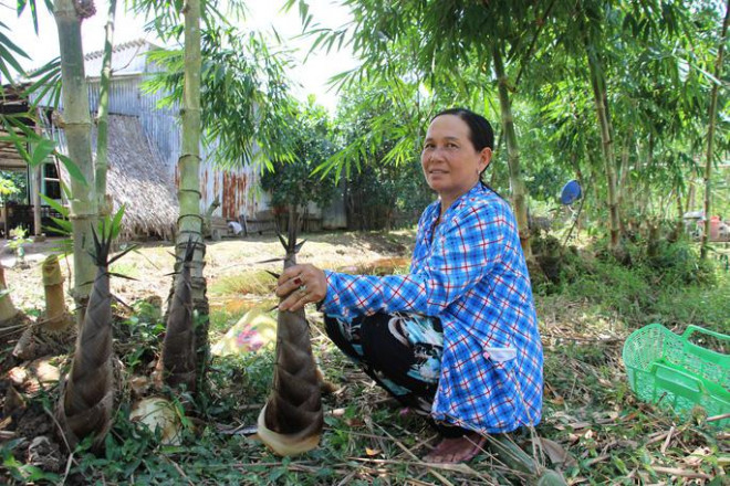 Thu lãi trăm triệu nhờ trồng loại cây bán không bỏ thứ gì - 4