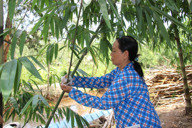 Thu lãi trăm triệu nhờ trồng loại cây bán không bỏ thứ gì - 9