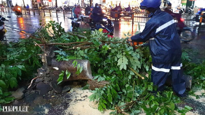 Cây xanh trên đường Quang Trung đoạn trước số 15 - 17 bất ngờ bật gốc, đè trúng hai xe máy đang lưu thông trên đường. Ảnh NT