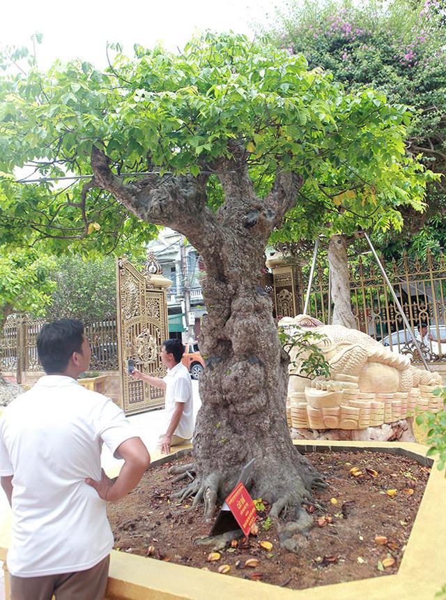 Cây khế cao khoảng 3m, hoành gốc khoảng 200cm