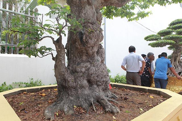 Toàn thân nổi những u ục, xù xì hoàn toàn tự nhiên chứ con người không thể tác động được