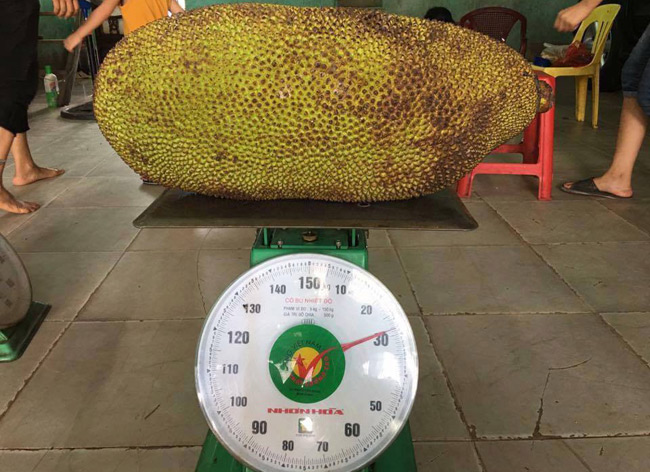 Giống mít này có thể cho quả dài hơn 1m, mỗi quả có thể nặng trung bình từ 25 - 40kg.
