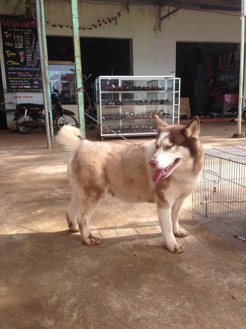 Chú chó Husky trị giá 10 triệu đồng được anh Tiến mua về nuôi vào tháng 12/2016.