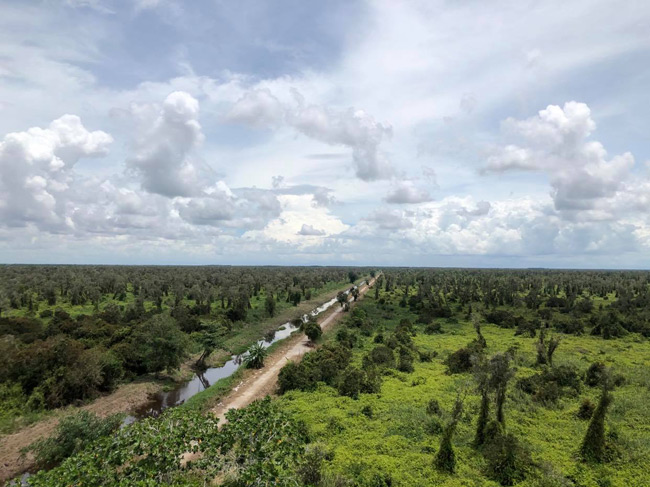 Màu xanh của rừng phủ tới đường chân trời.